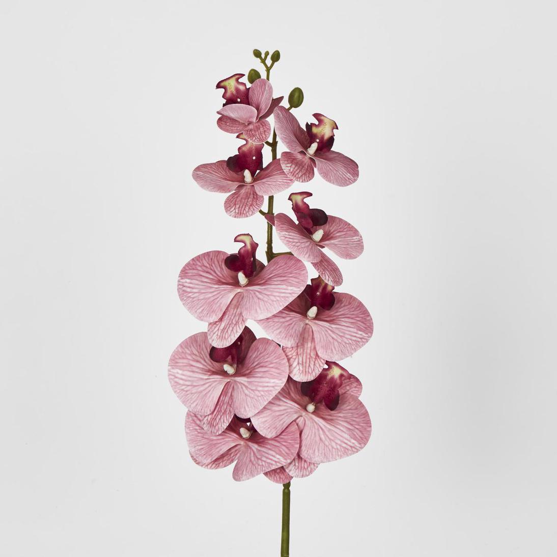 Dusty Pink Phalaenopsis Orchid spray