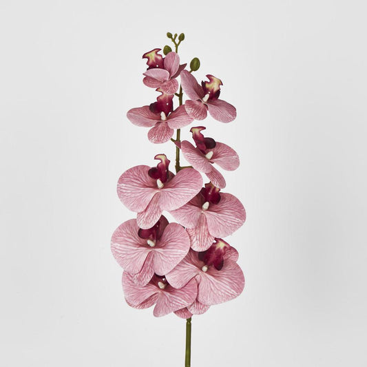 Dusty Pink Phalaenopsis Orchid spray