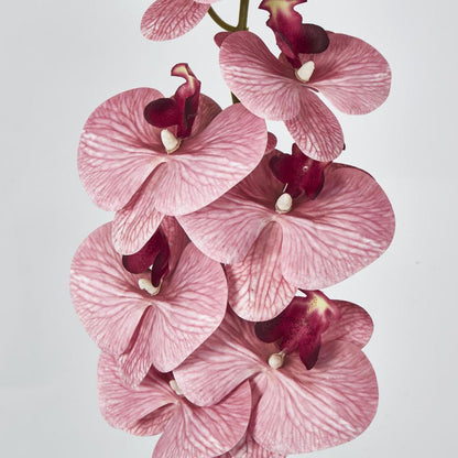 Dusty Pink Phalaenopsis Orchid spray