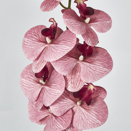 Dusty Pink Phalaenopsis Orchid spray