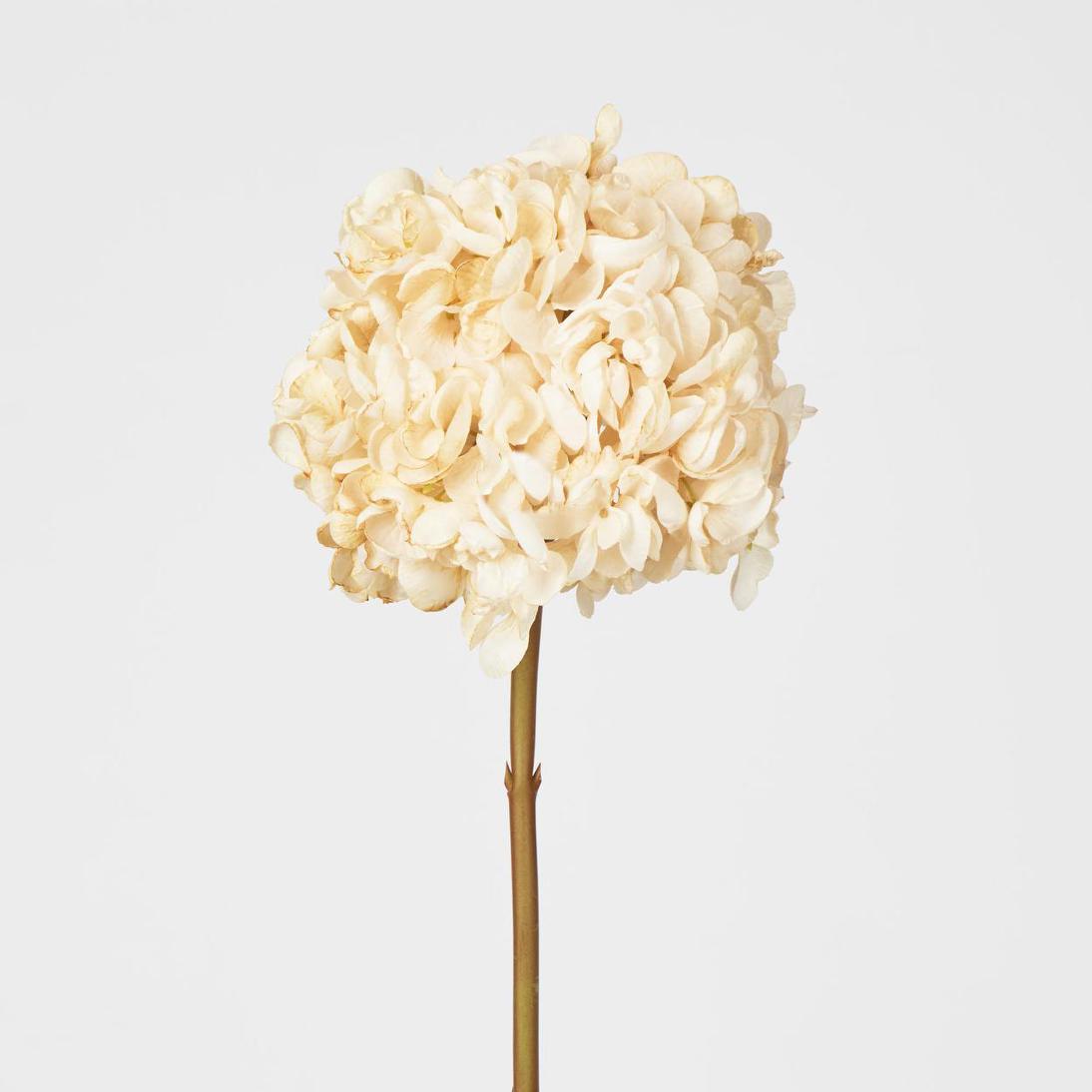 Dried Hydrangea Stem Cream