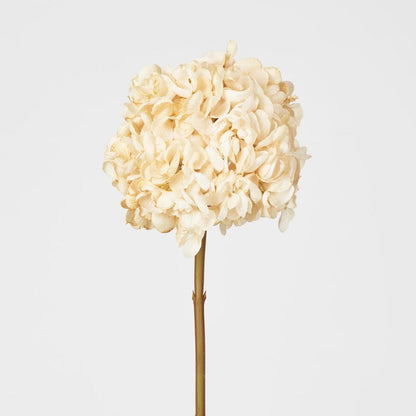 Dried Hydrangea Stem Cream