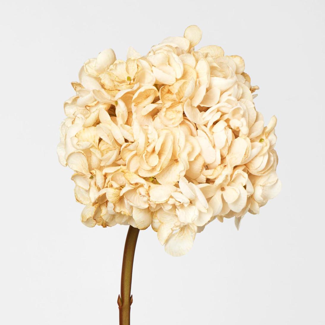 Dried Hydrangea Stem Cream