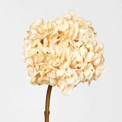 Dried Hydrangea Stem Cream