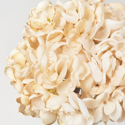 Dried Hydrangea Stem Cream