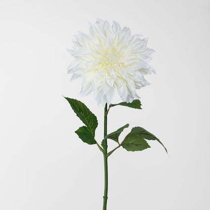 Dahlia White