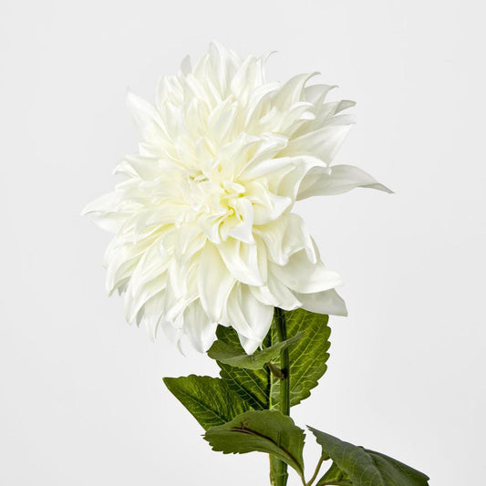 Dahlia White