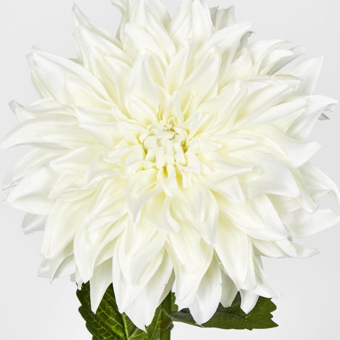 Dahlia White