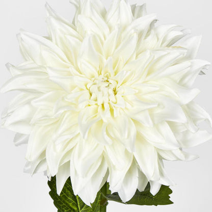Dahlia White