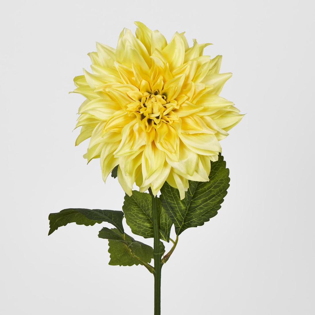 Dahlia Yellow