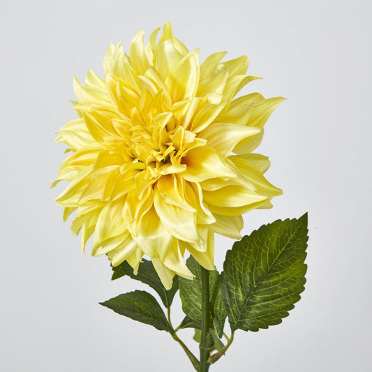 Dahlia Yellow