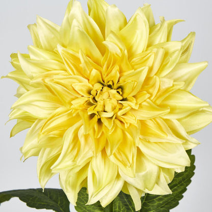 Dahlia Yellow