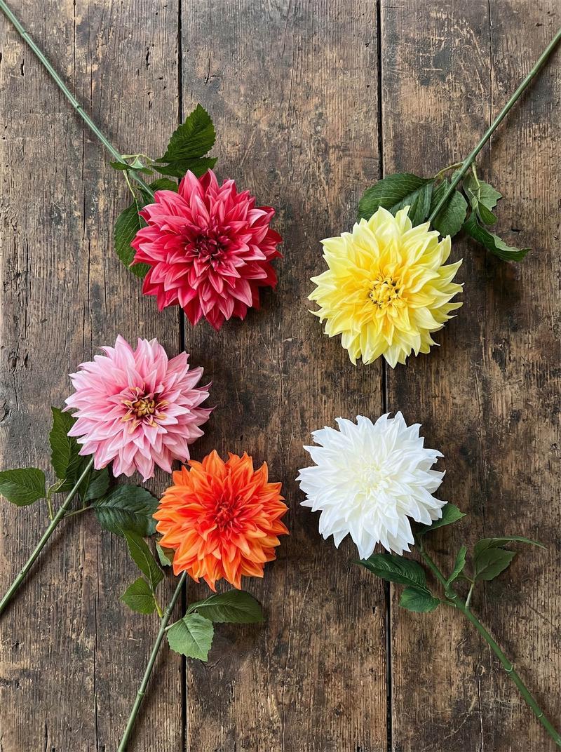 Dahlia Yellow
