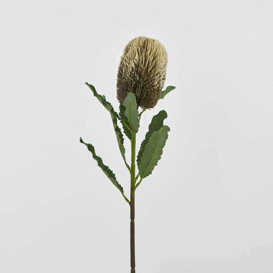 Banksia Stem Brown