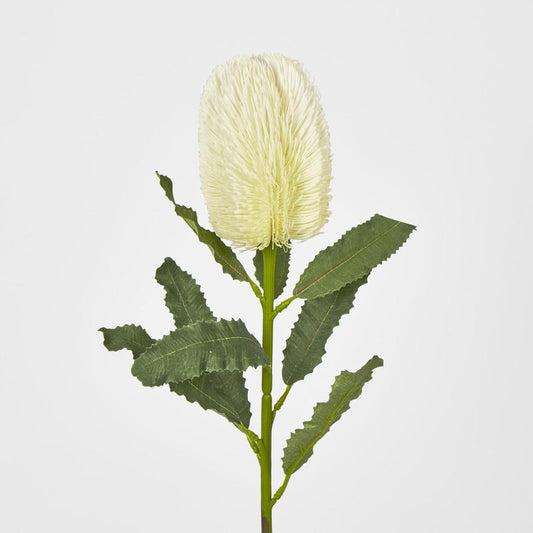 Banksia Stem White