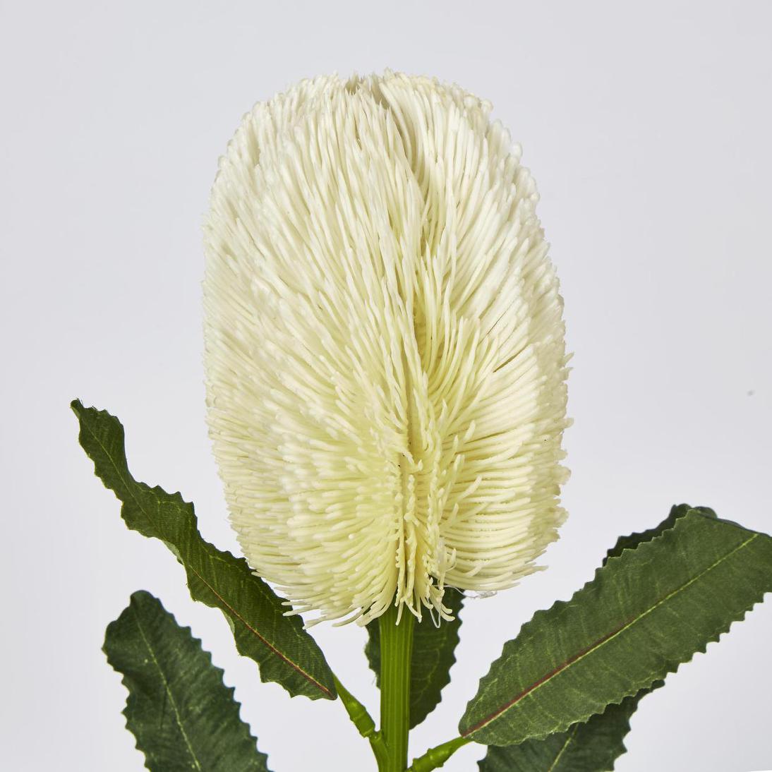 Banksia Stem White