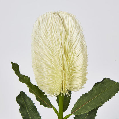 Banksia Stem White