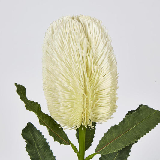 Banksia Stem White