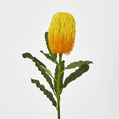 Banksia Stem Yellow