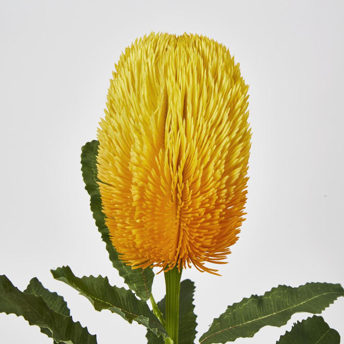 Banksia Stem Yellow