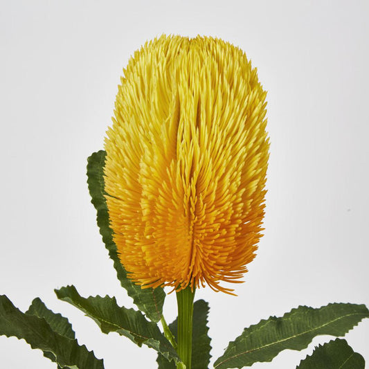 Banksia Stem Yellow