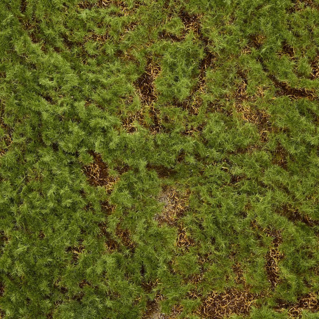 Moss Mat 50x50cm