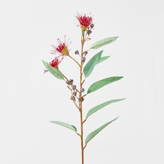 Flowering Eucalyptus Dark Red