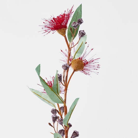 Flowering Eucalyptus Dark Red