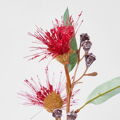 Flowering Eucalyptus Dark Red