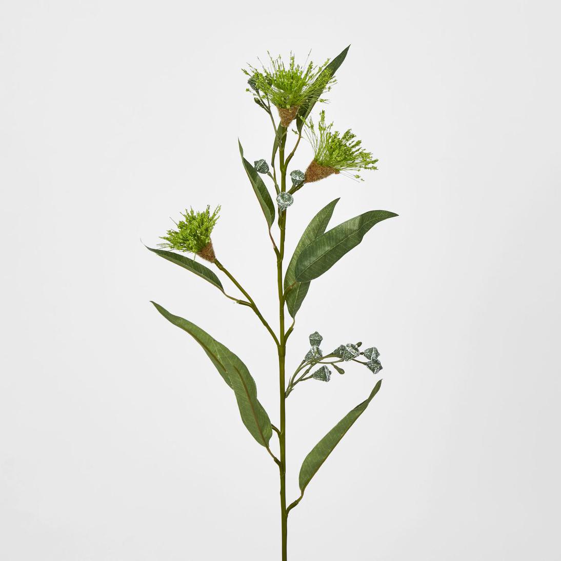 Flowering Eucalpytus Green