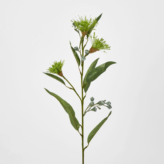Flowering Eucalpytus Green