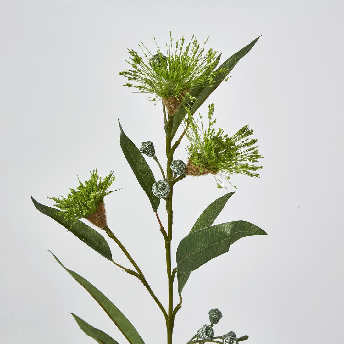 Flowering Eucalpytus Green