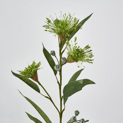 Flowering Eucalpytus Green