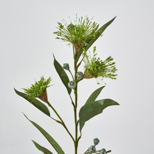 Flowering Eucalpytus Green