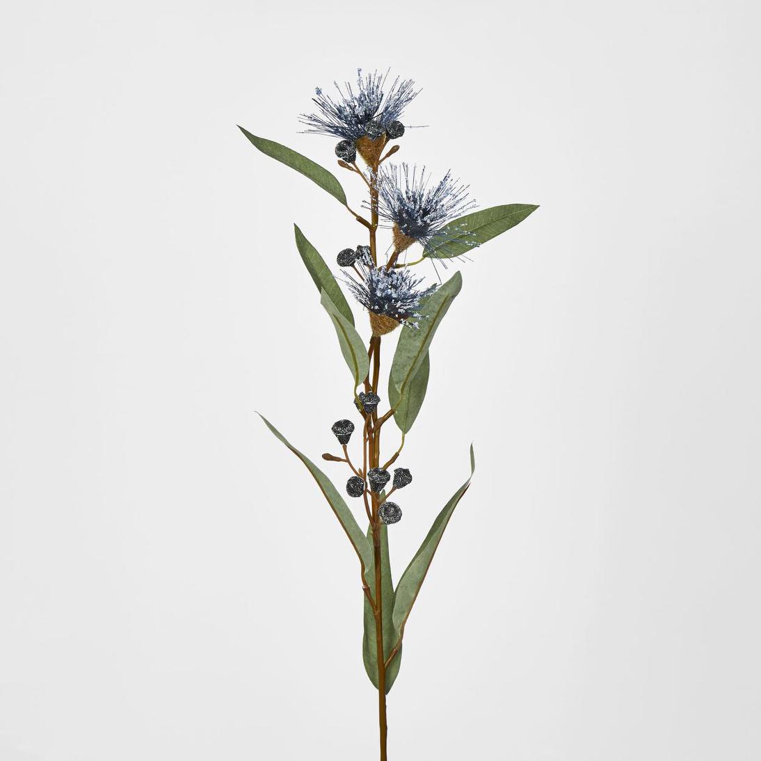 Flowering Eucalyptus Purple