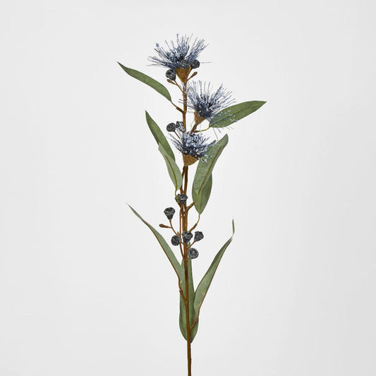 Flowering Eucalyptus Purple