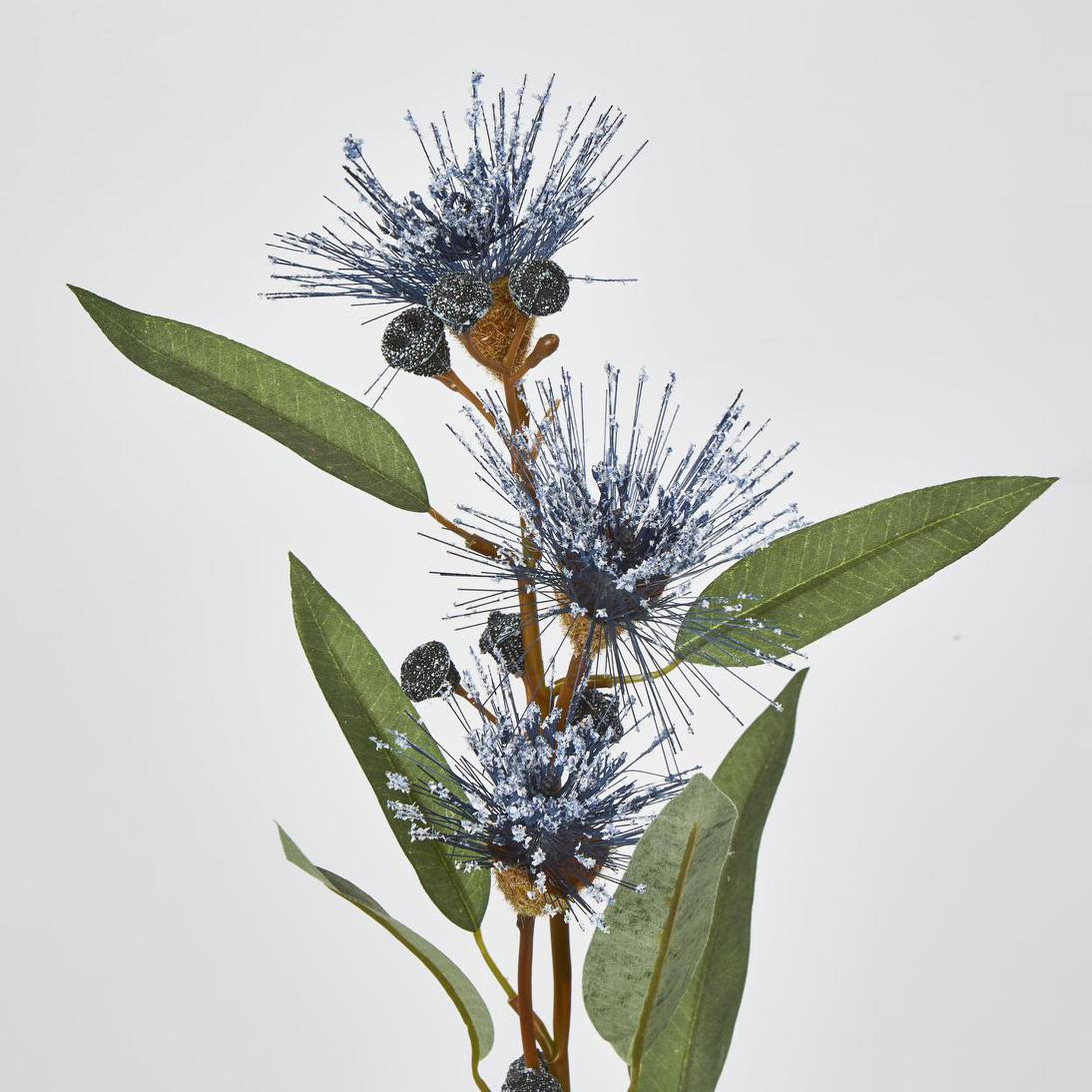 Flowering Eucalyptus Purple
