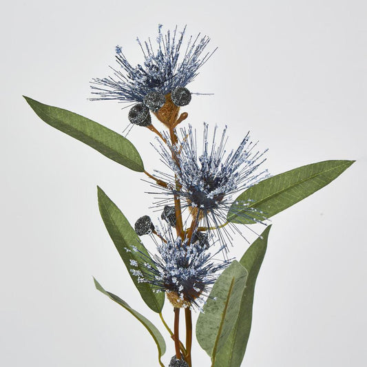 Flowering Eucalyptus Purple