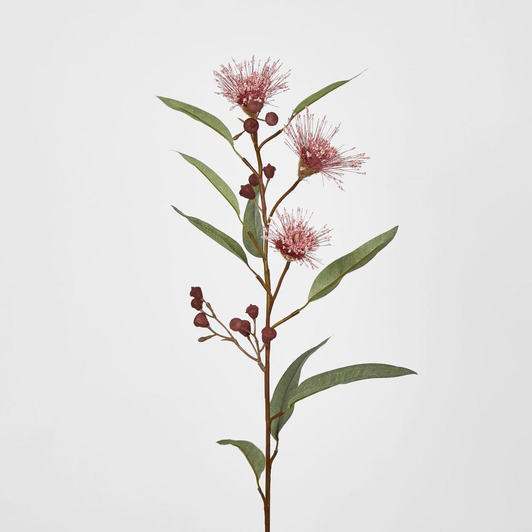 Flowering Eucalyptus Pink
