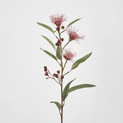 Flowering Eucalyptus Pink