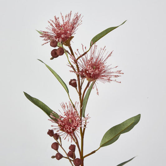 Flowering Eucalyptus Pink