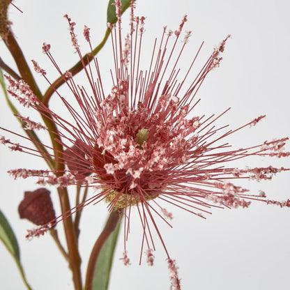 Flowering Eucalyptus Pink
