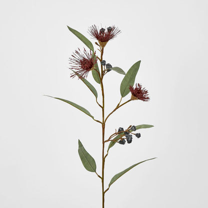 Flowering Eucalyptus Red