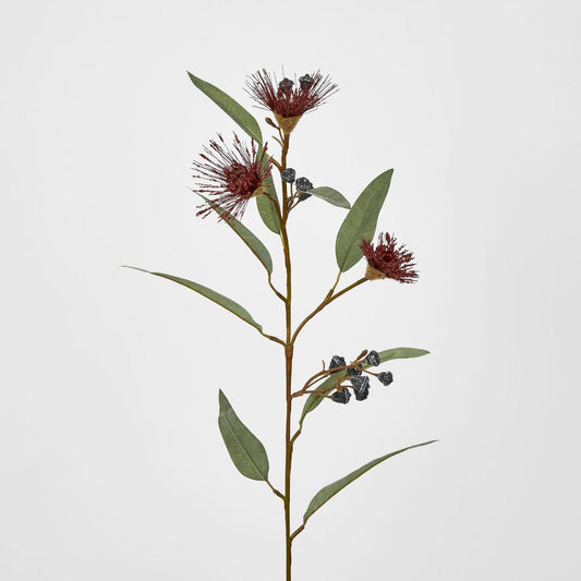 Flowering Eucalyptus Red