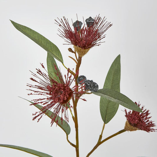 Flowering Eucalyptus Red