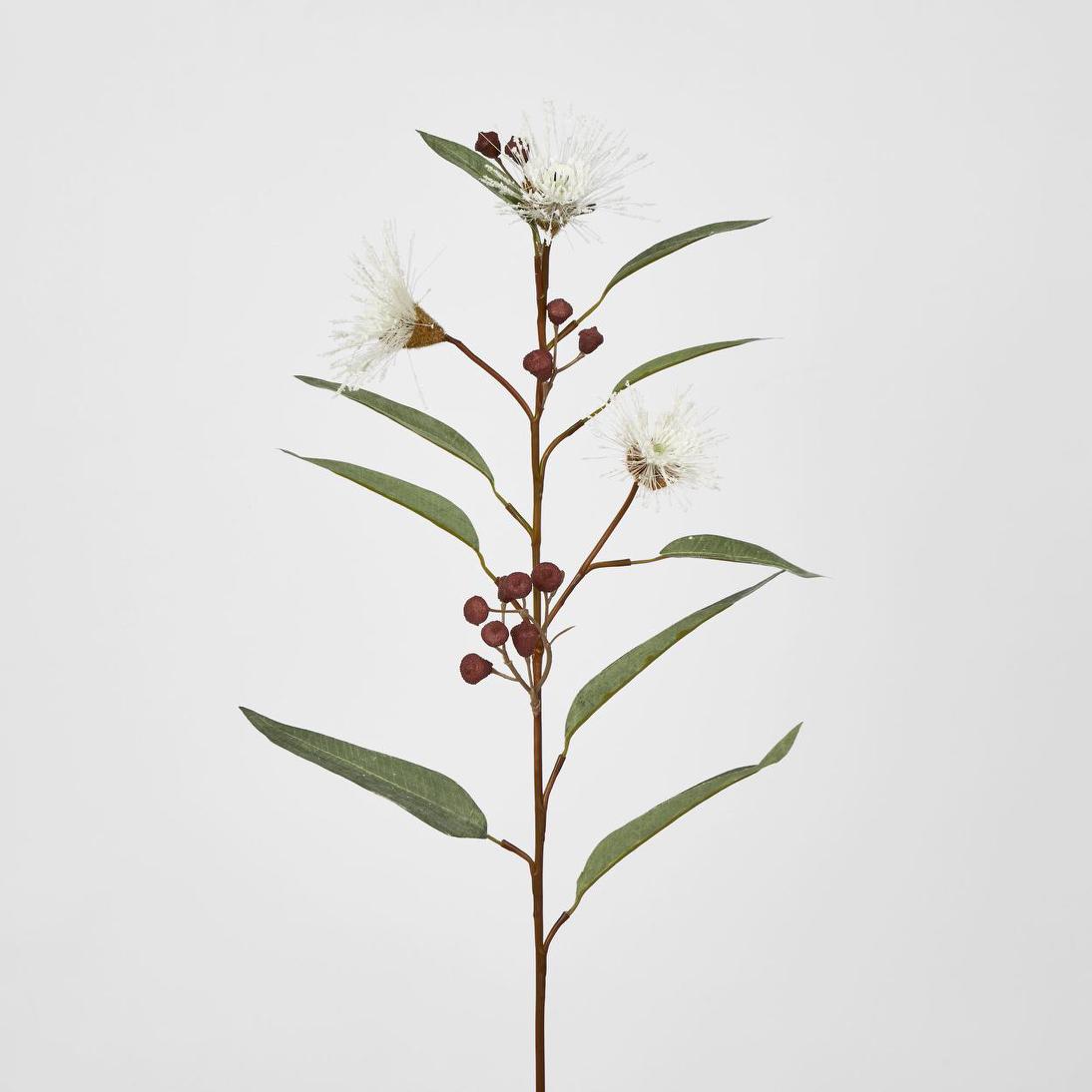 Flowering Eucalyptus White