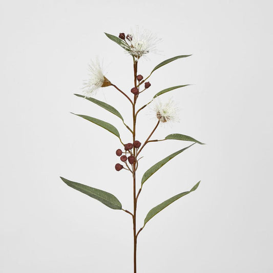 Flowering Eucalyptus White