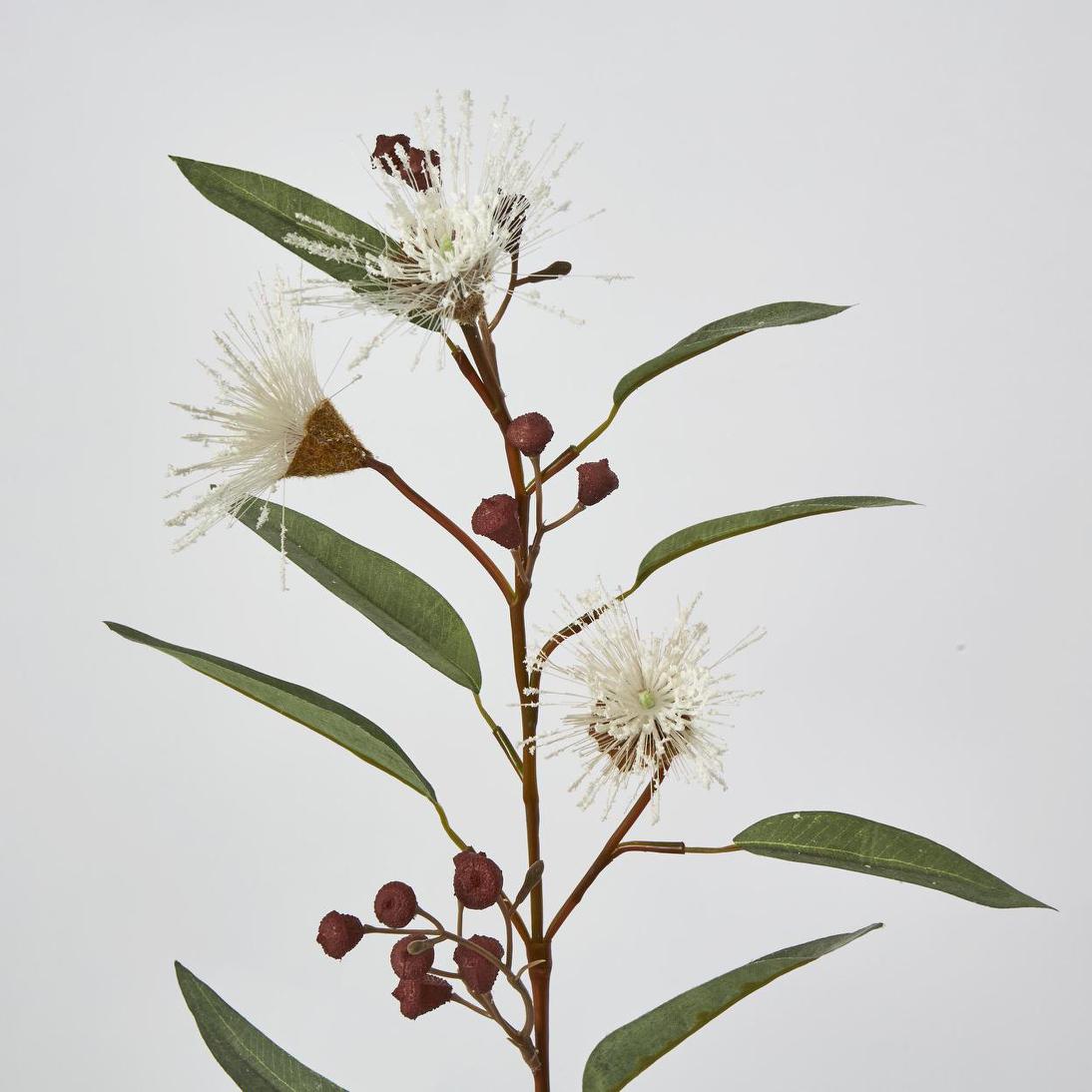 Flowering Eucalyptus White