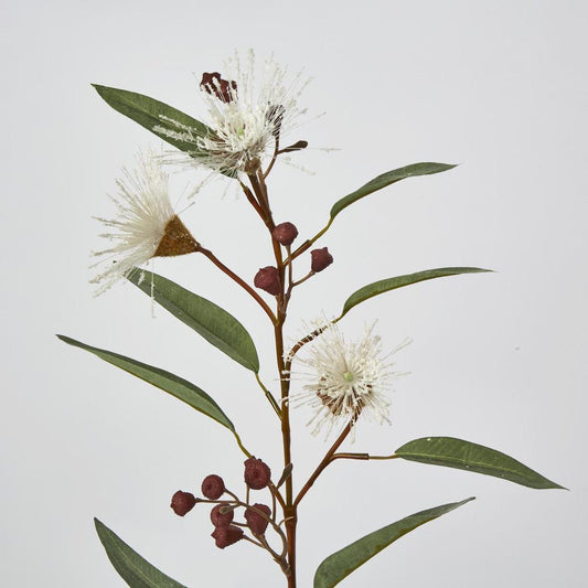 Flowering Eucalyptus White