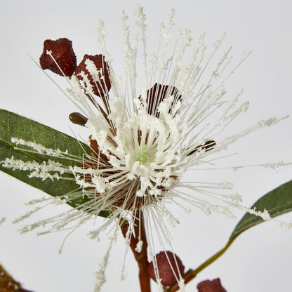 Flowering Eucalyptus White